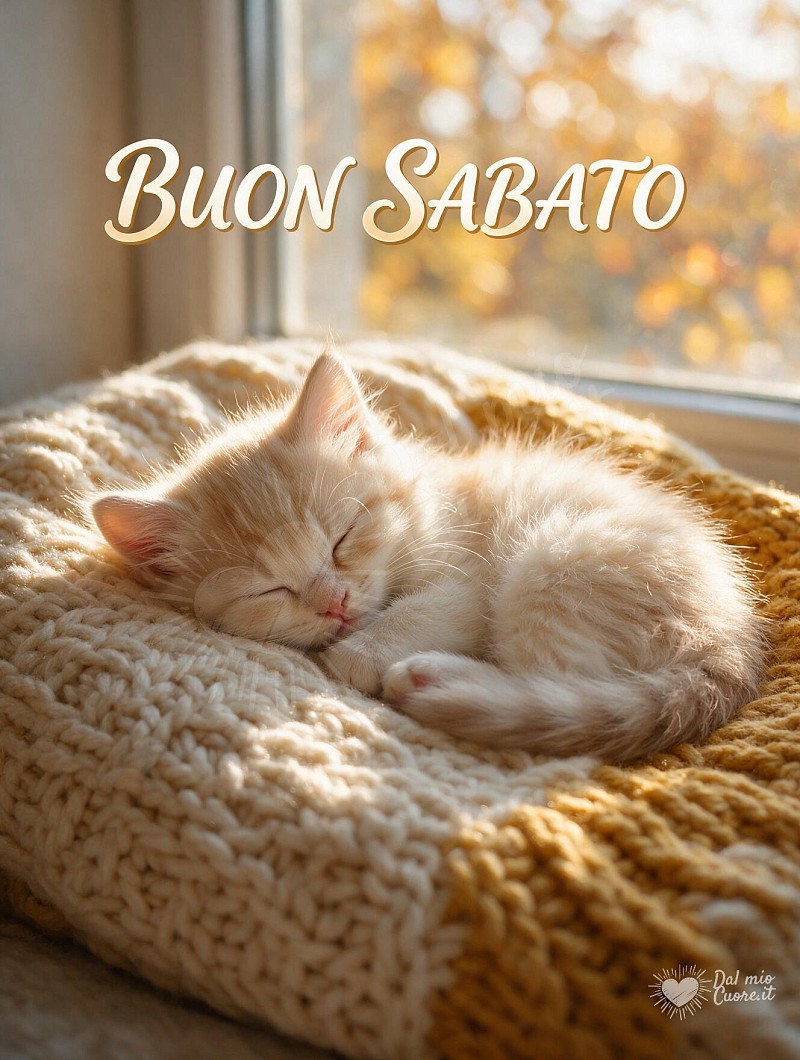 Buon Sabato con un tenero gattino al sole