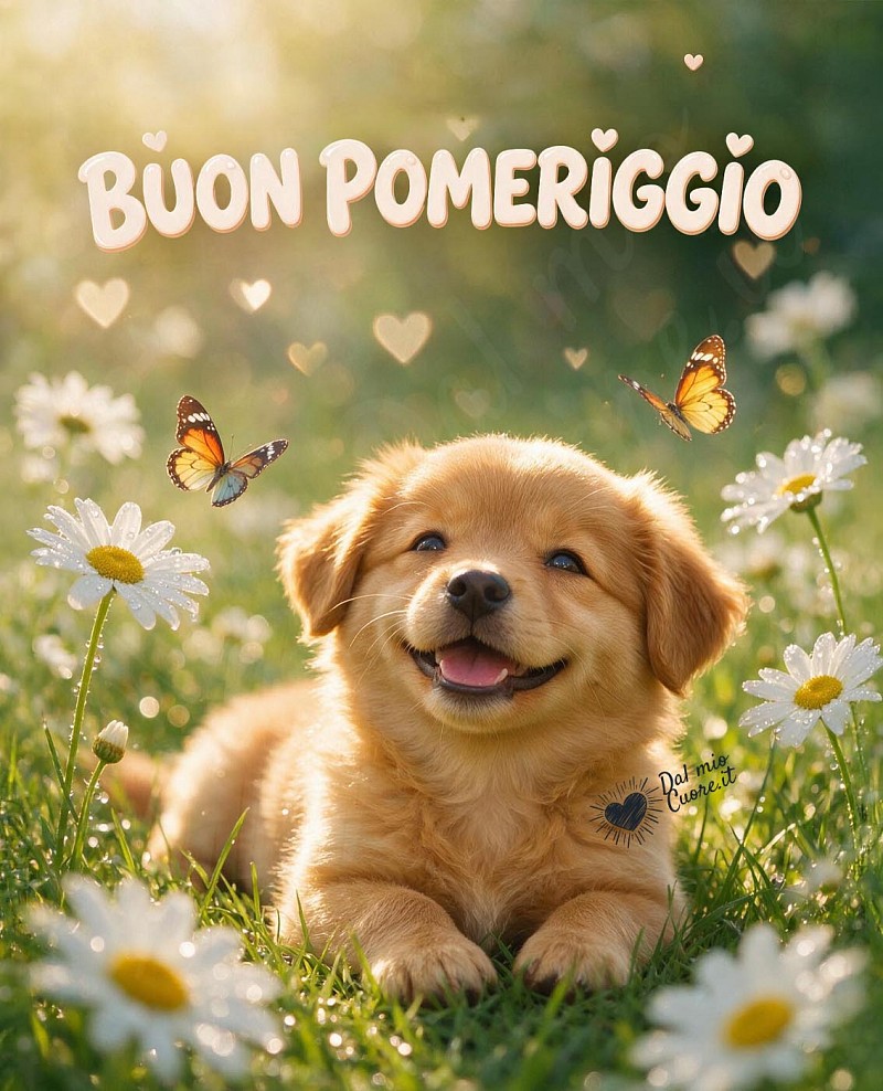Buon pomeriggio con un cagnolino tra le margherite