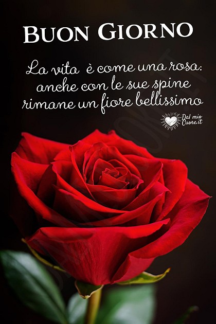 La vita è come una rosa: anche con le sue spine rimane un fiore bellissimo. Buon giorno