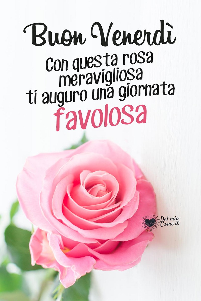 Buon Venerdì. Con questa rosa meravigliosa ti auguro una giornata favolosa.