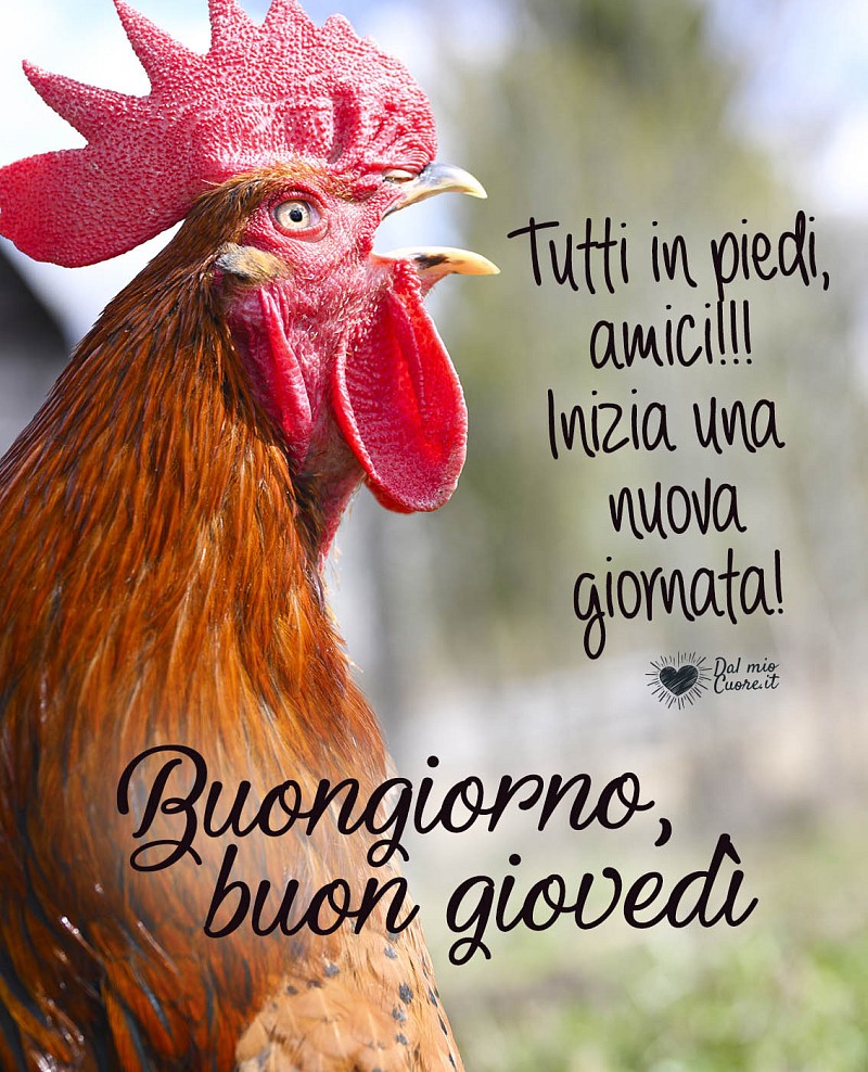 Tutti in piedi, amici! Inizia una nuova giornata! Buongiorno e buon giovedì