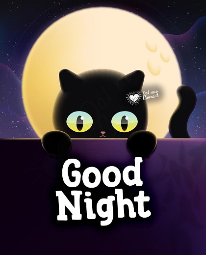 Good night with a cute kitten