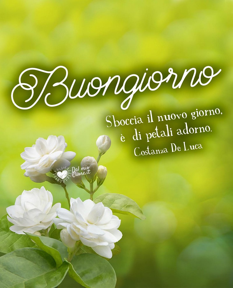 Sboccia il nuovo giorno, è di petali adorno. Buongiorno