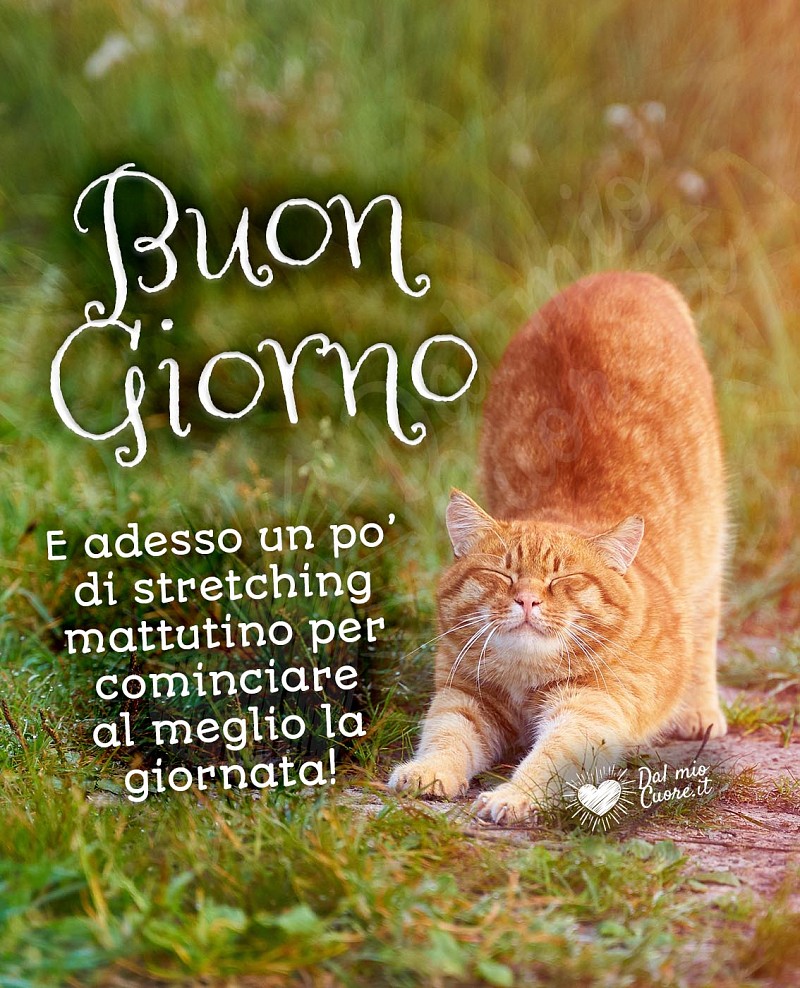 Adesso un po’ di stretching mattutino per cominciare al meglio la giornata! Buon Giorno (Immagini divertenti)
