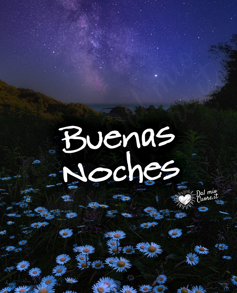 Buenas noches (Margaritas y cielo estrellado)