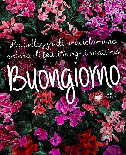 Buongiorno. La bellezza di un ciclamino colora di felicità ogni mattino