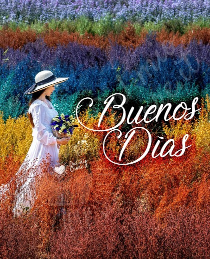 Buenos días, con colorido campo de flores.