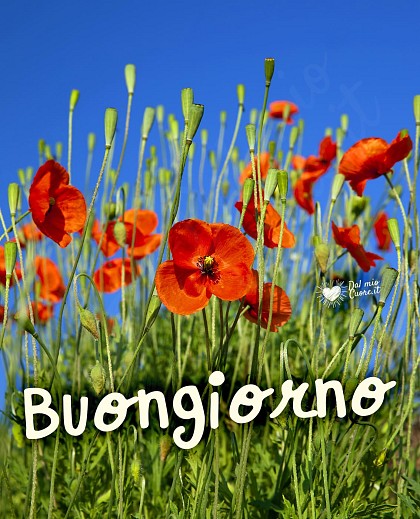 Imm buongiorno con papaveri