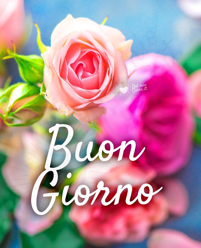 Imm Buon giorno con rosa