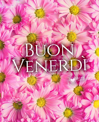 Buon venerdì con margheritine rosa