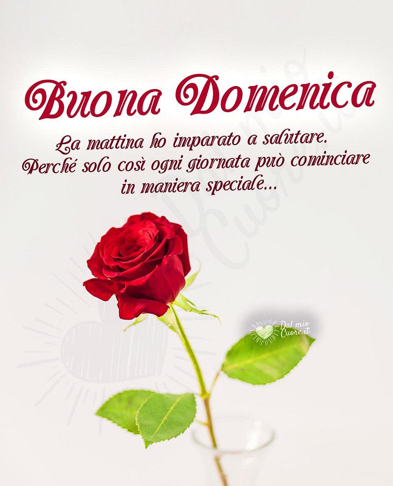 Buona domenica con frase e rosa