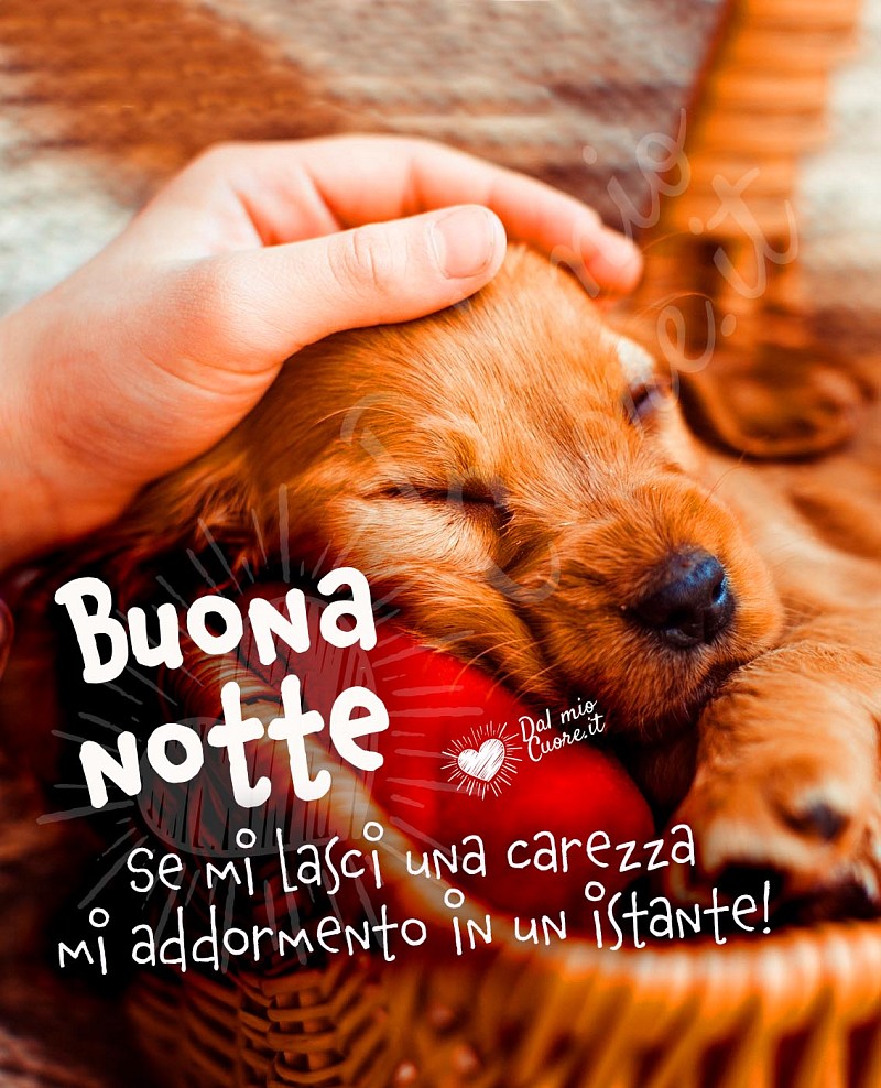 Se mi lasci una carezza mi addormento in un istante! Buona notte