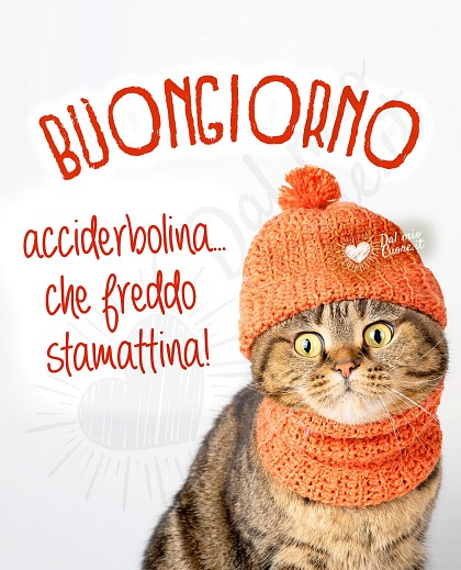 Acciderbolina... che freddo stamattina. Buongiorno divertente con gatto