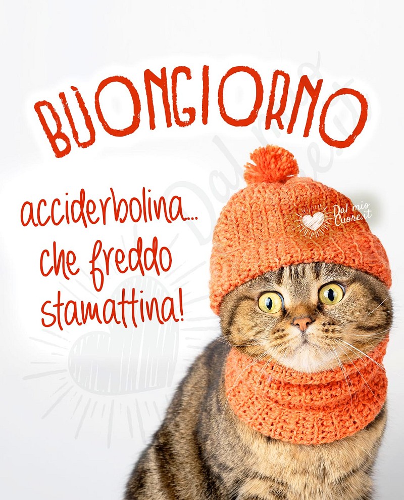 Acciderbolina... che freddo stamattina. Buongiorno divertente con gatto