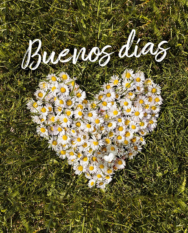 Buenos días de primavera con un corazón hecho de margaritas